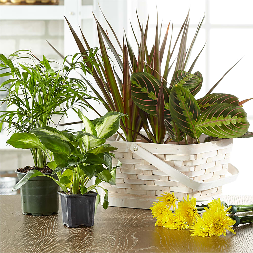 ftd house plants Florist Designed Blooming and Green Plants in a Basket