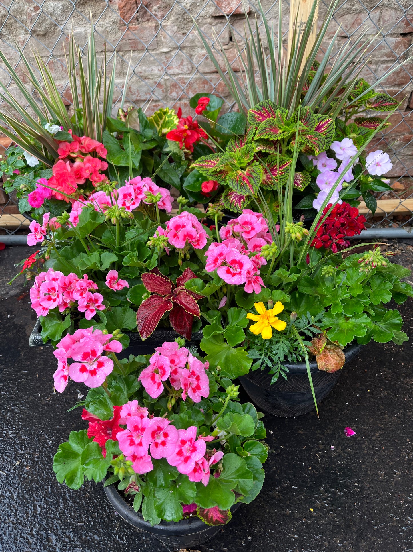 Annual Combination Pot