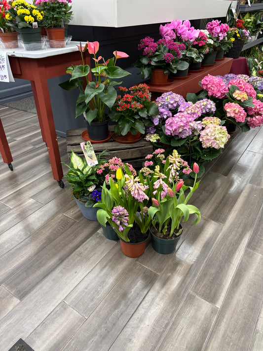 EASTER BLOOMING PLANTS