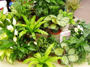 Assorted Plants